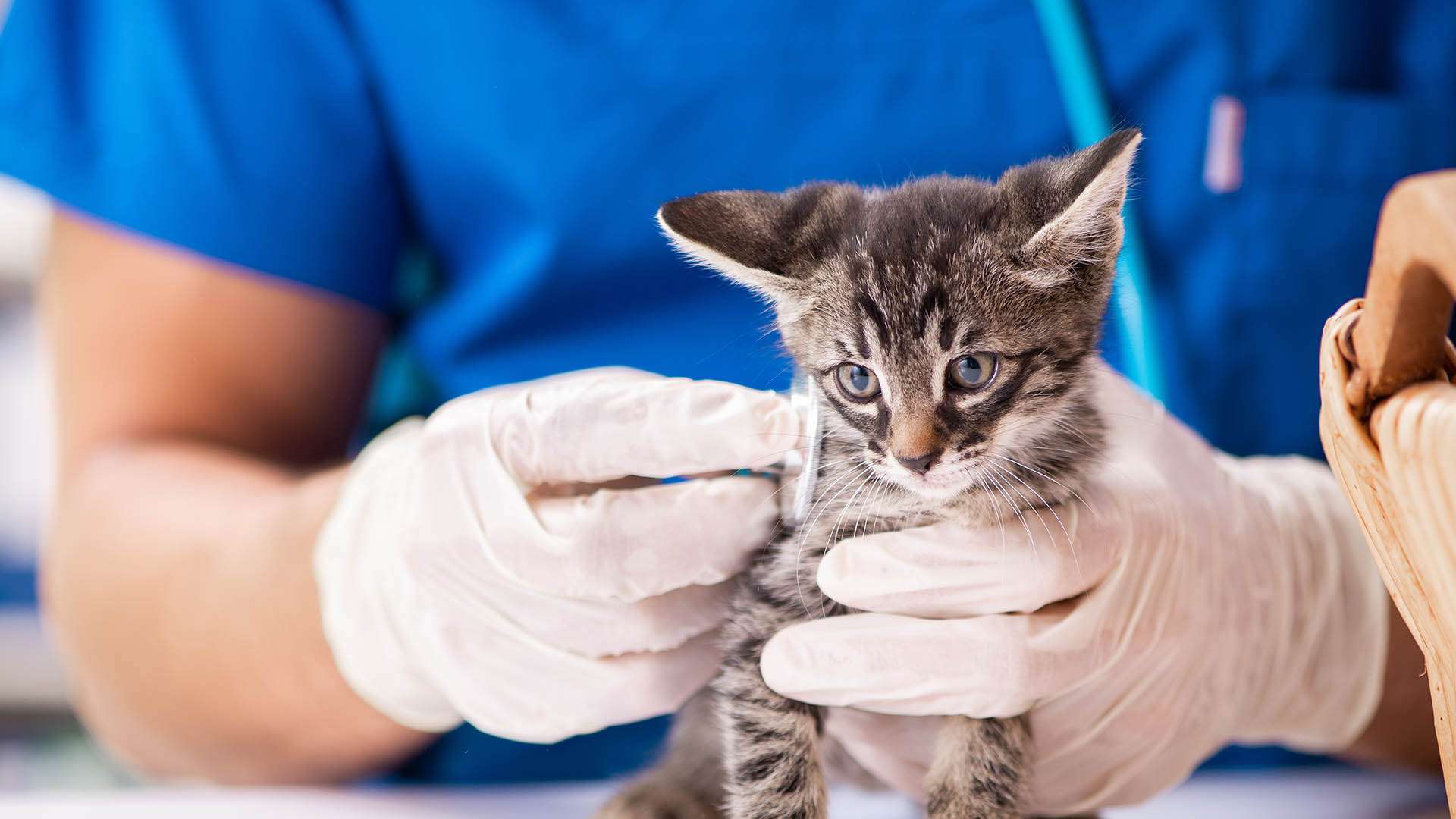 Mobas animal health experts