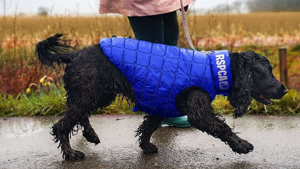 RSPCA_dog_coat in blue rebrand new branding