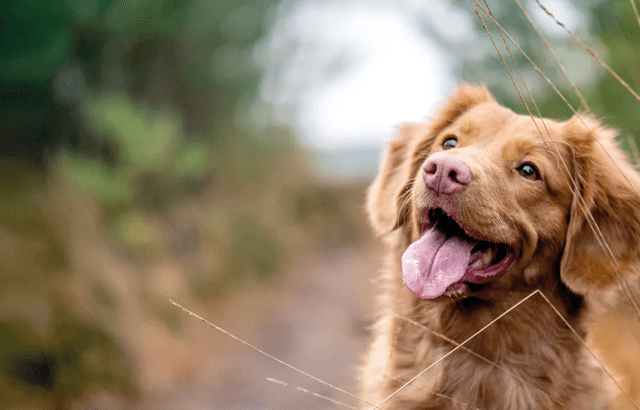 Animal Healthcare-2 Animal Healthcare-2