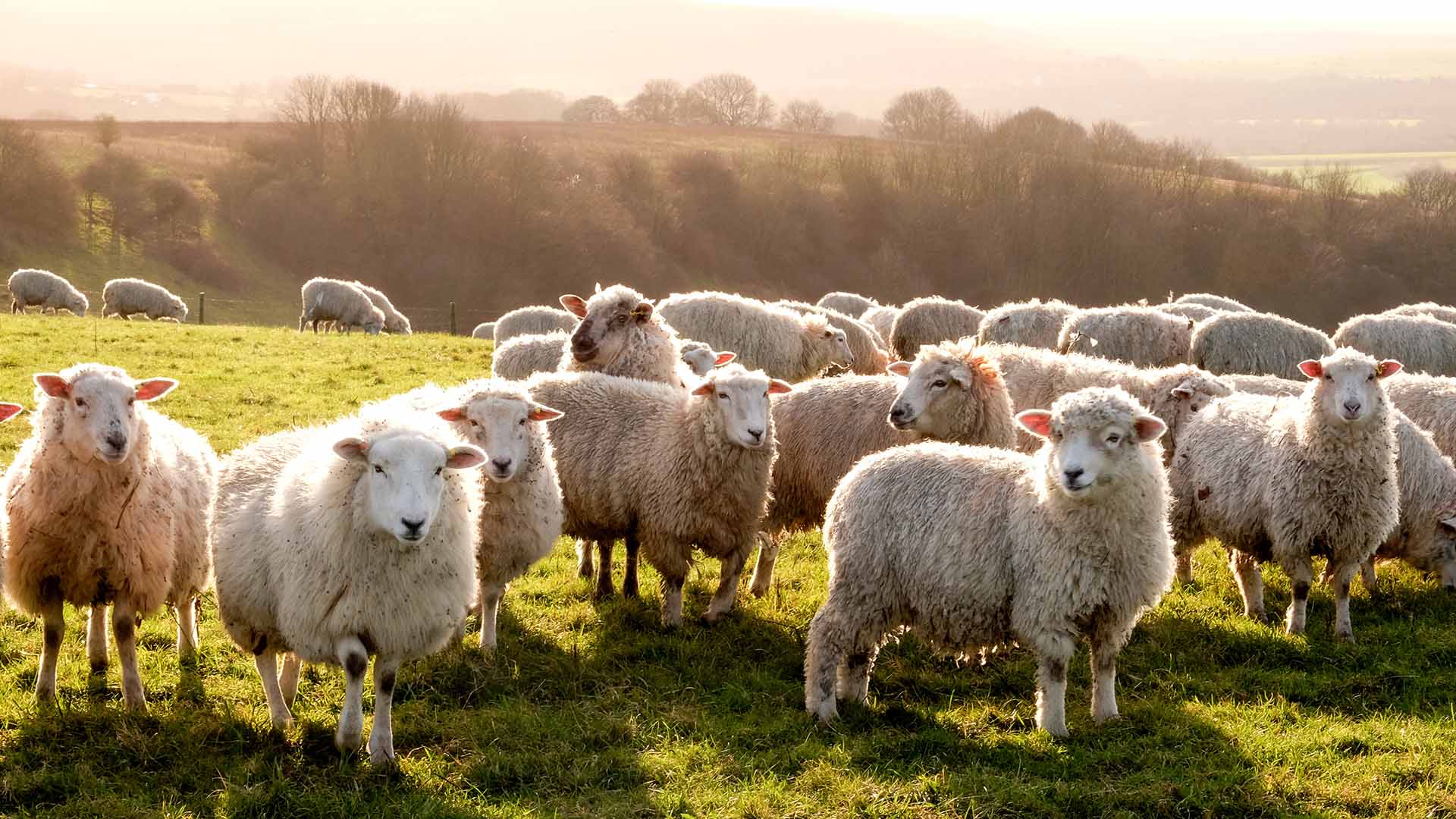 Mobas livestock