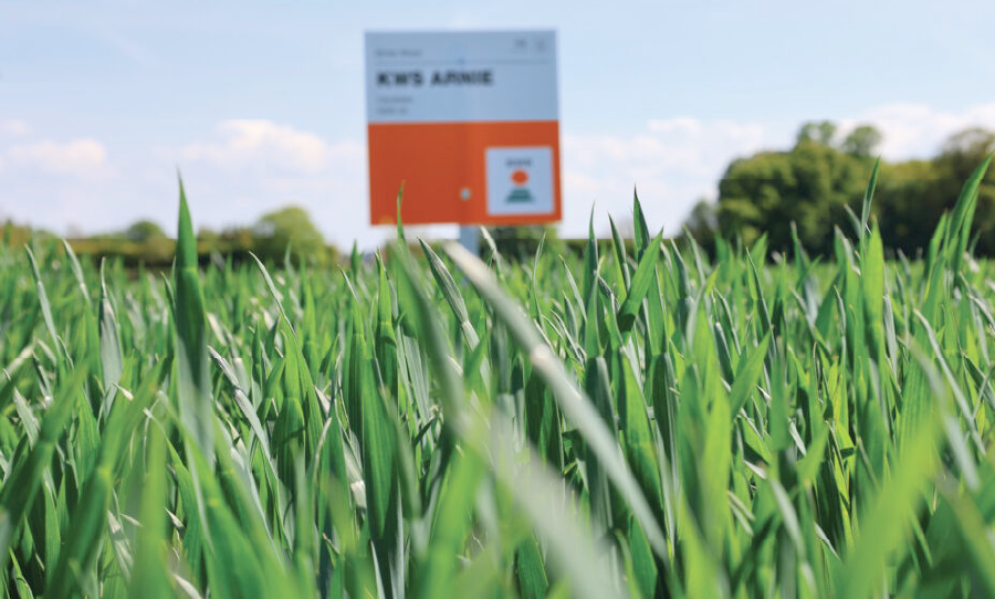 Close‑up of green wheat crop leaves with a blurred KWS Arnie sign in the background.