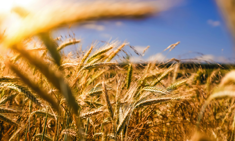 Crop field with blue sky