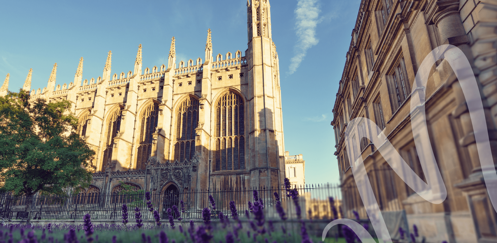 King’s College Chapel in Cambridge lit by warm sunlight, with lavender flowers in the foreground.