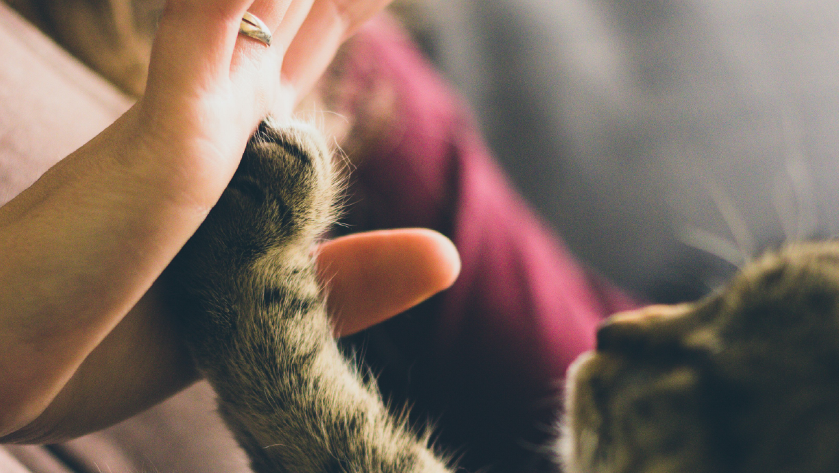 A person gently high five's a cat’s paw with their hand.