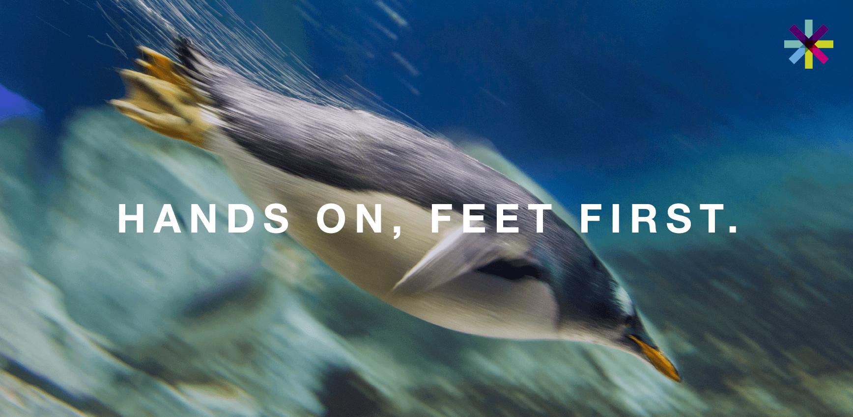Photo of a penguin underwater, with the strapline ‘Hands on, feet first’ and the Taylor Vinters asterisk icon in the top right corner.